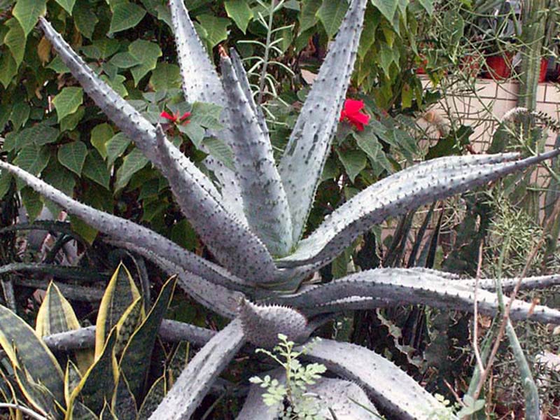 Aloe marlothii / алоэ Марлота
