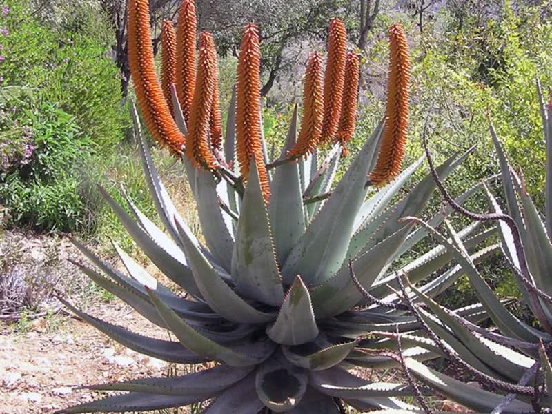 Aloe marlothii / алоэ Марлота