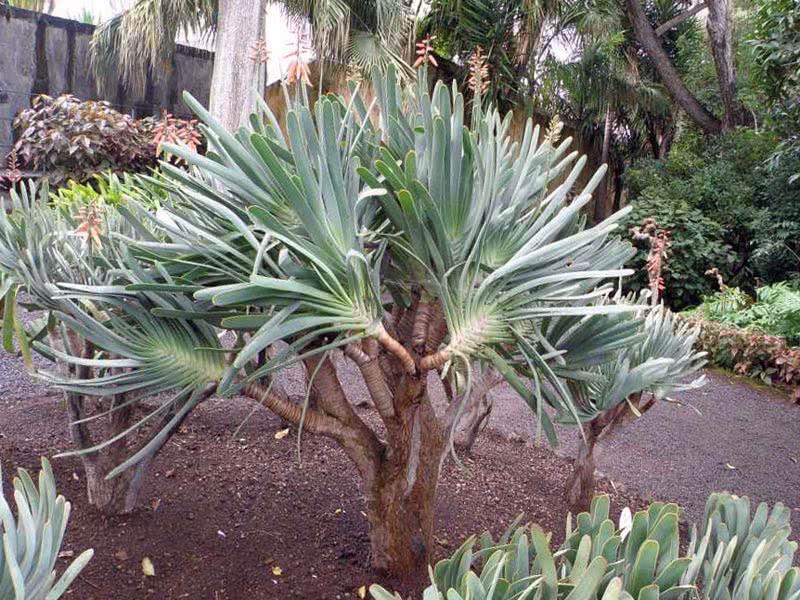 Aloe plicatilis / алоэ веерное