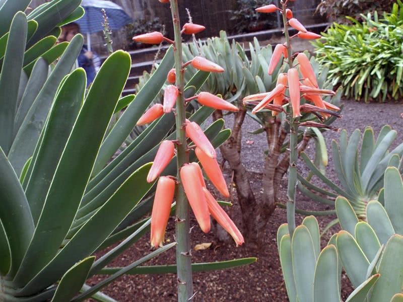 Aloe plicatilis / алоэ веерное