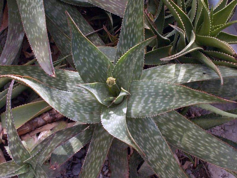 Aloe saponaria / алоэ мыльное (мылистое)