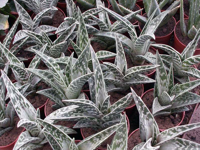 Aloe variegata / алоэ тигровое (пестрое)