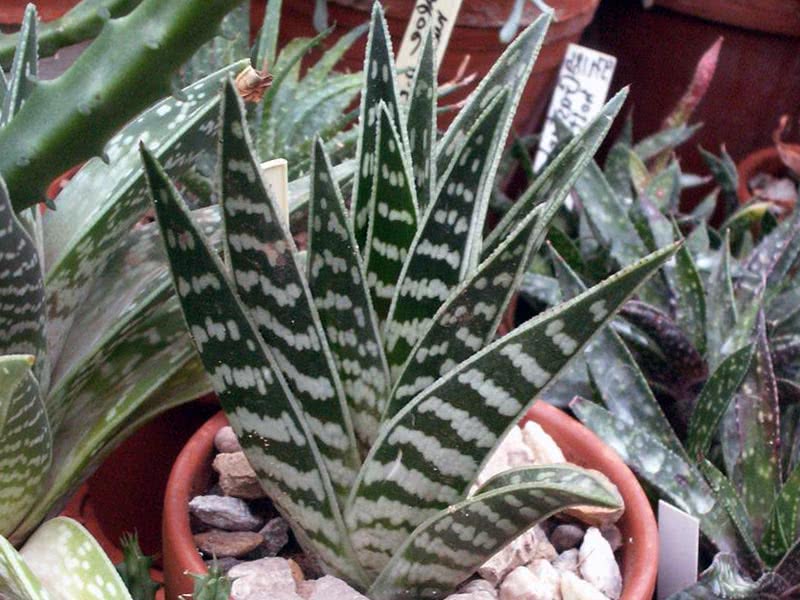 Aloe variegata / алоэ тигровое (пестрое)