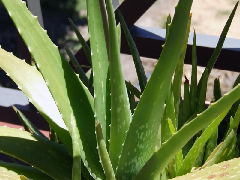 Aloe vera / алоэ Вера