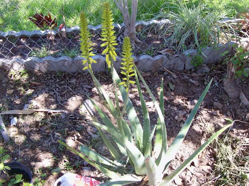 Aloe vera / алоэ Вера