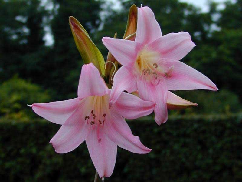 Amaryllis belladonna / амариллис белладонна (прекрасный)