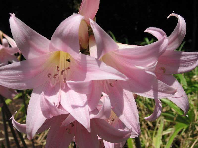 Amaryllis belladonna / амариллис белладонна (прекрасный)