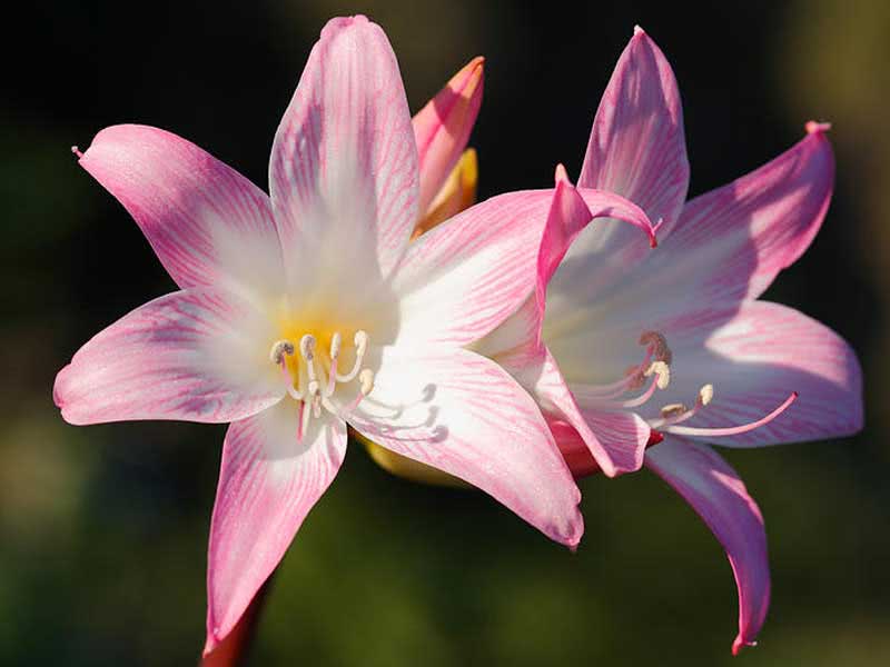 Amaryllis belladonna / амариллис белладонна (прекрасный)