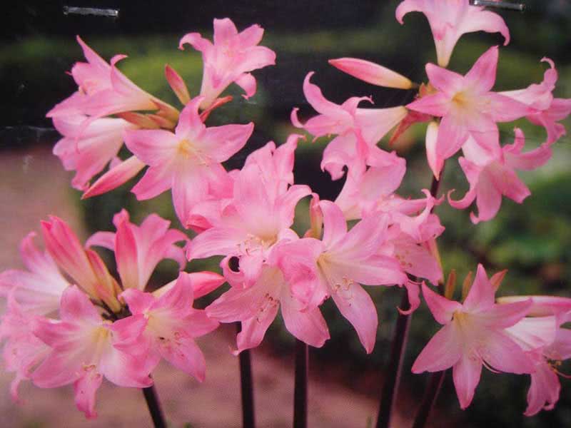 Amaryllis belladonna / амариллис белладонна (прекрасный)