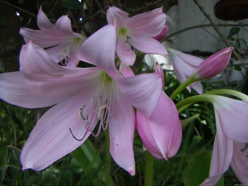 Amaryllis belladonna / амариллис белладонна (прекрасный)