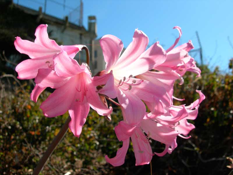 Amaryllis belladonna / амариллис белладонна (прекрасный)