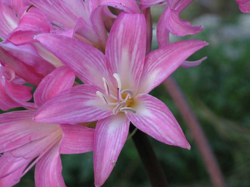 Amaryllis belladonna / амариллис белладонна (прекрасный)