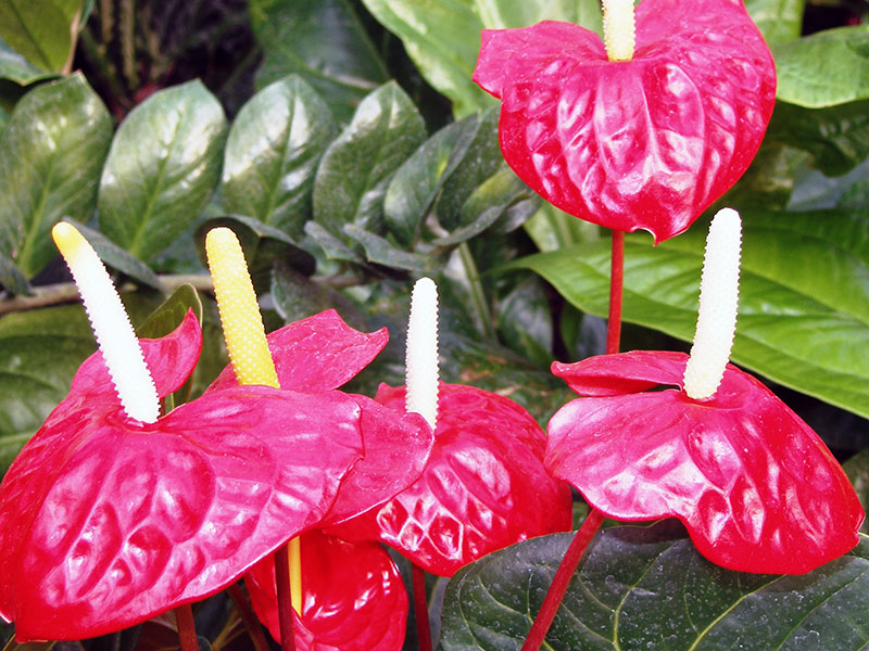 Anthurium andraeanum / антуриум Андрэ