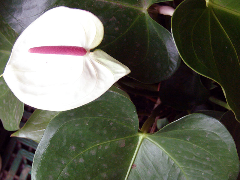 Anthurium andraeanum / антуриум Андрэ