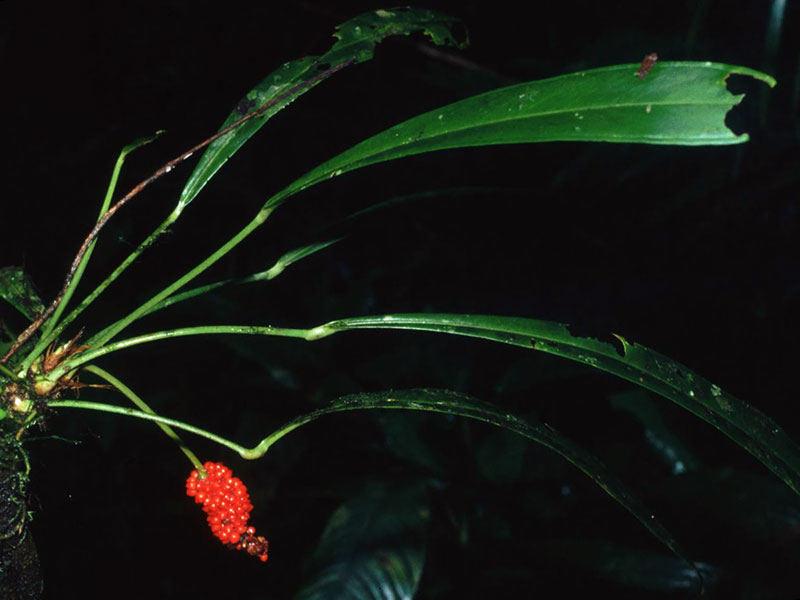 Anthurium bakeri / антуриум Бейкера