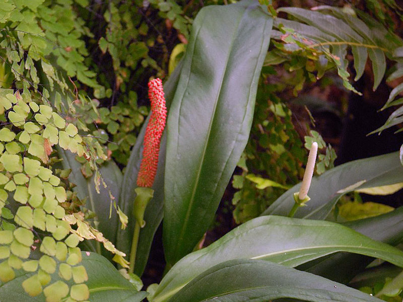 Anthurium bakeri / антуриум Бейкера