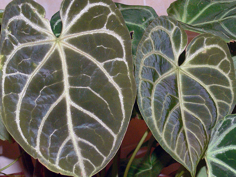 Anthurium crystallinum / антуриум хрустальный