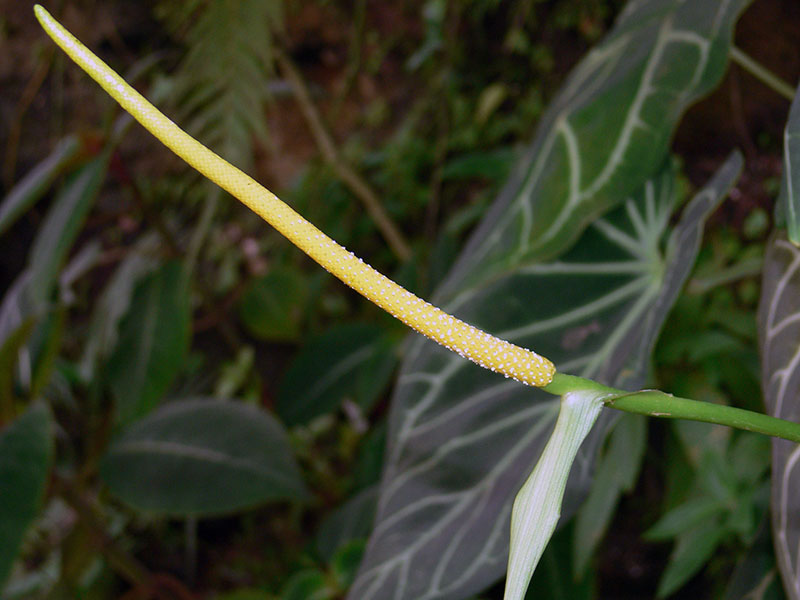 Anthurium crystallinum / антуриум хрустальный