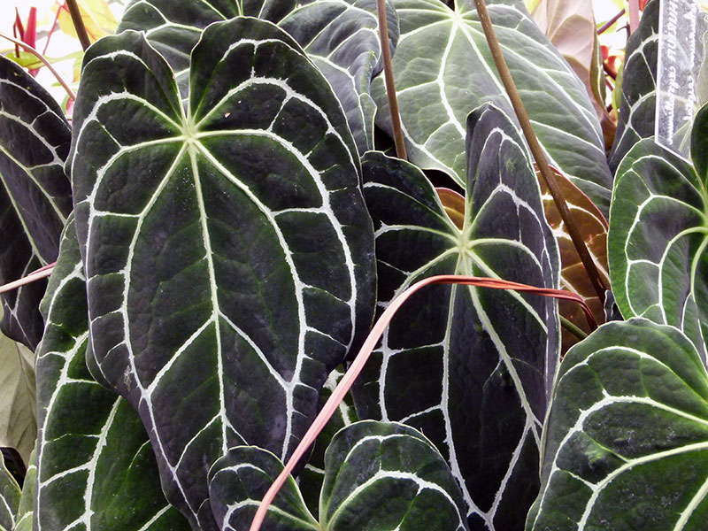 Anthurium crystallinum / антуриум хрустальный