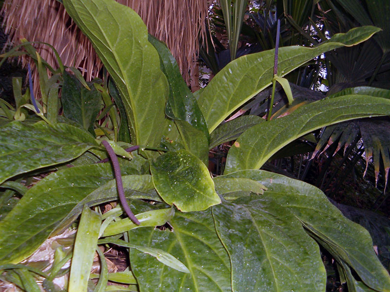 Anthurium hookeri / антуриум Гукера