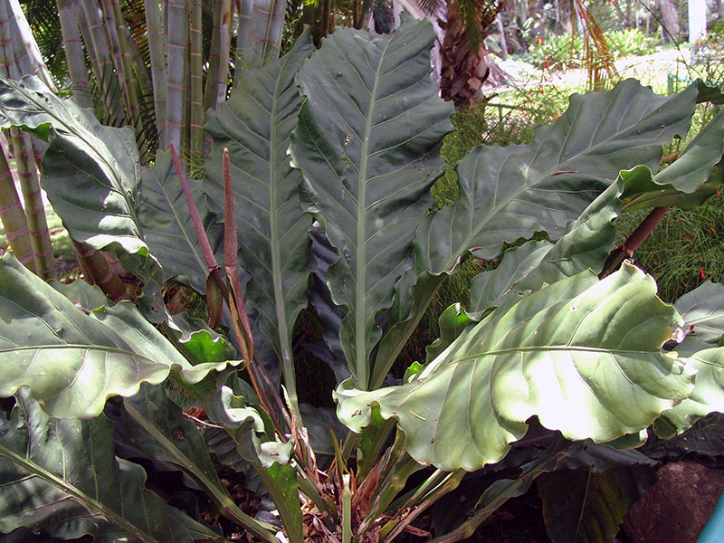 Anthurium hookeri / антуриум Гукера
