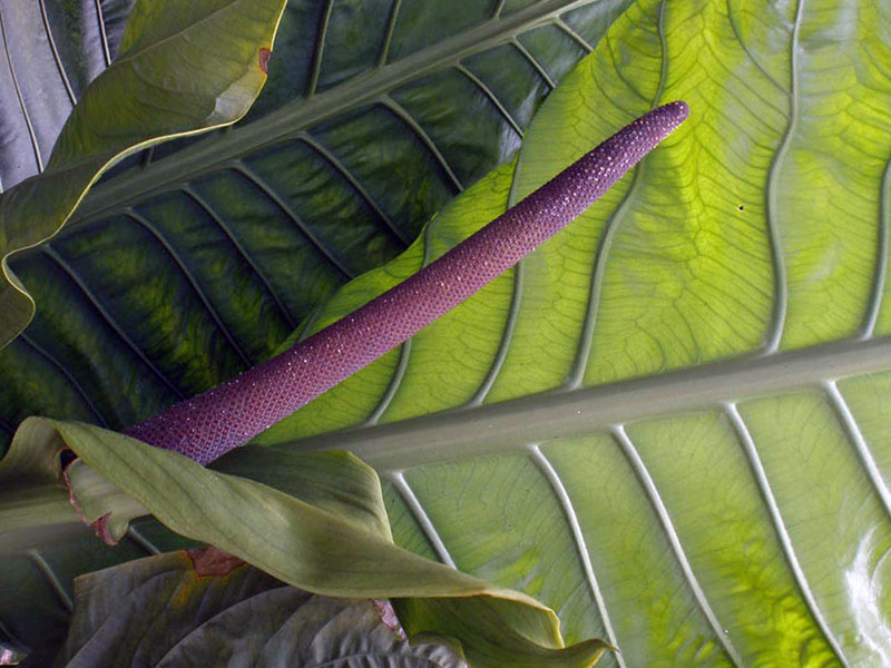 Anthurium hookeri / антуриум Гукера