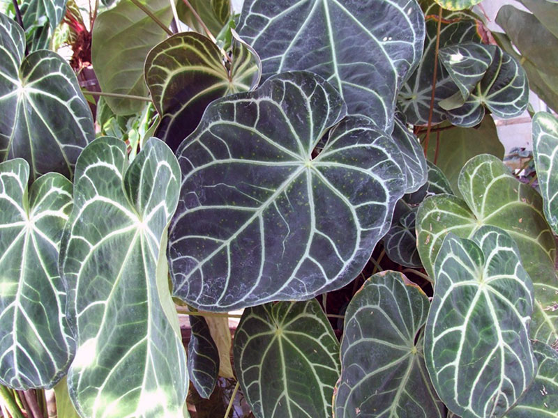 Anthurium magnificum / антуриум величественный