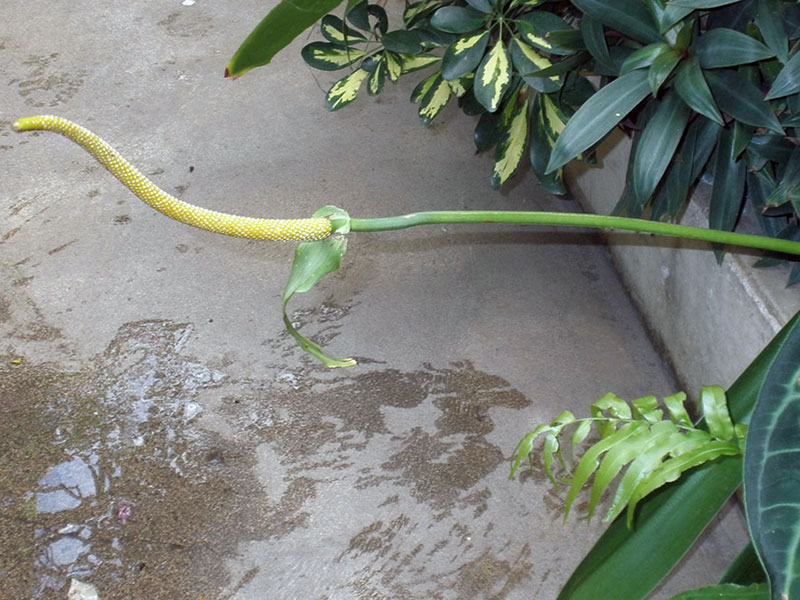 Anthurium magnificum / антуриум величественный