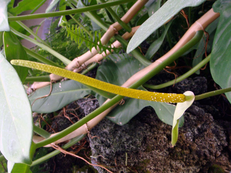 Anthurium magnificum / антуриум величественный
