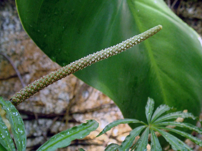 Anthurium polyschistum / антуриум многождырассеченный