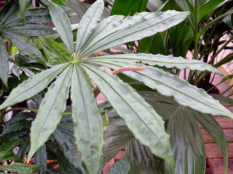 Anthurium polyschistum / антуриум многождырассеченный