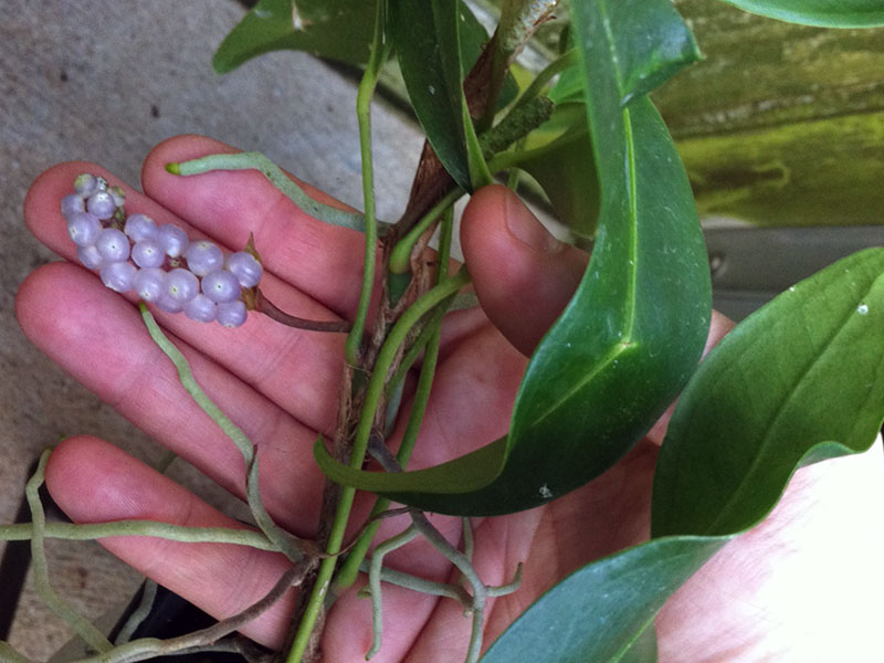 Anthurium scandens / антуриум лазящий