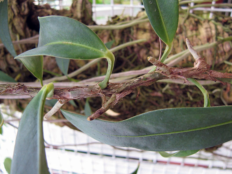 Anthurium scandens / антуриум лазящий