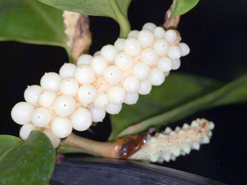 Anthurium scandens / антуриум лазящий