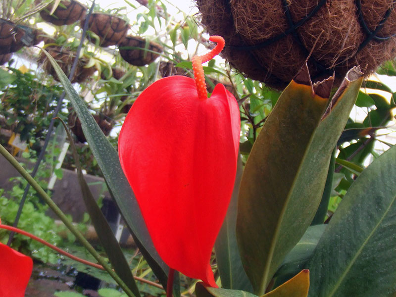 Anthurium scherzerianum / антуриум Шерцера