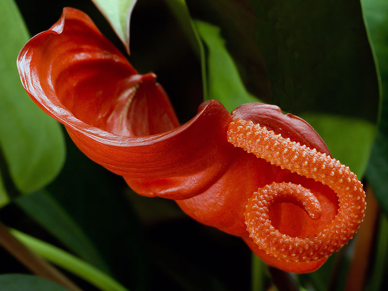 Anthurium scherzerianum / антуриум Шерцера