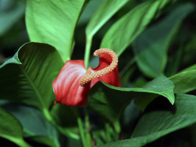 Anthurium scherzerianum / антуриум Шерцера