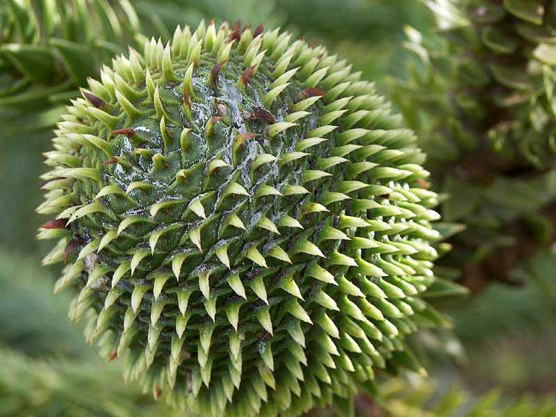 Araucaria angustifolia / араукария узколистная