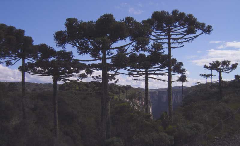 Araucaria angustifolia / араукария узколистная