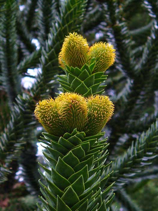 Araucaria araucana / араукария чилийская