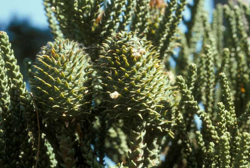 Araucaria araucana / араукария чилийская