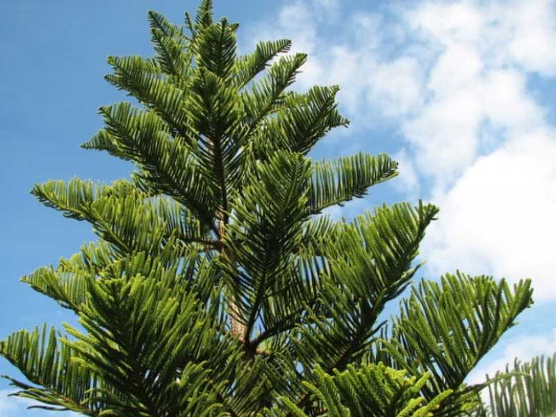 Araucaria columnaris / араукария Кука