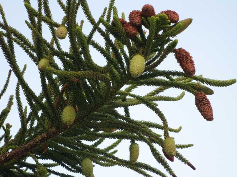 Araucaria columnaris / араукария Кука