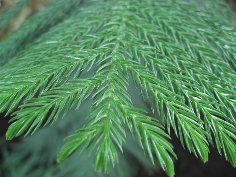 Araucaria heterophylla / араукария разнолистная (Комнатная ель)