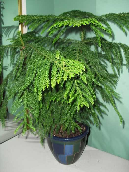 Araucaria heterophylla / араукария разнолистная (Комнатная ель)