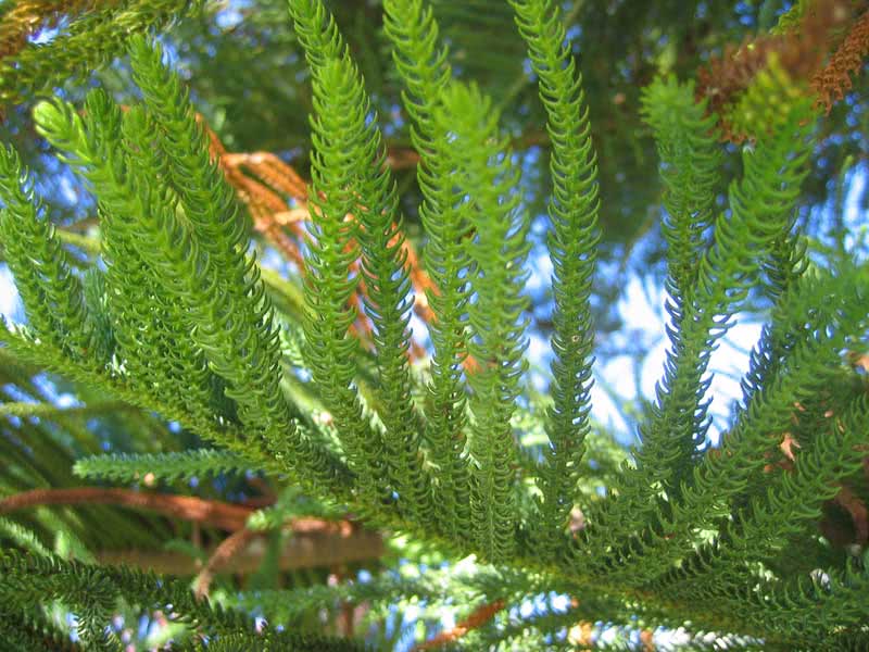 Araucaria heterophylla / араукария разнолистная (Комнатная ель)