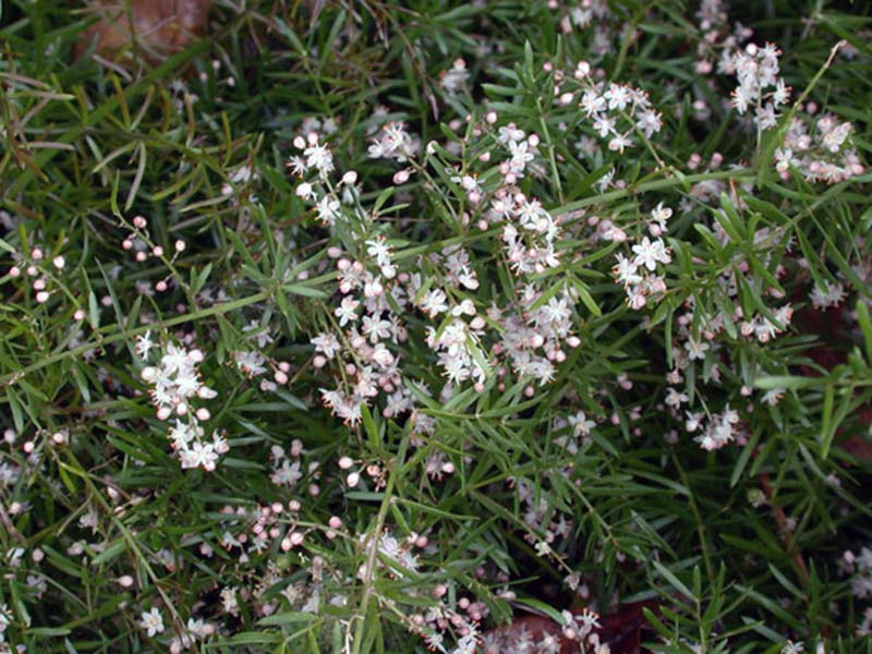 Asparagus aethiopicus / аспарагус эфиопский
