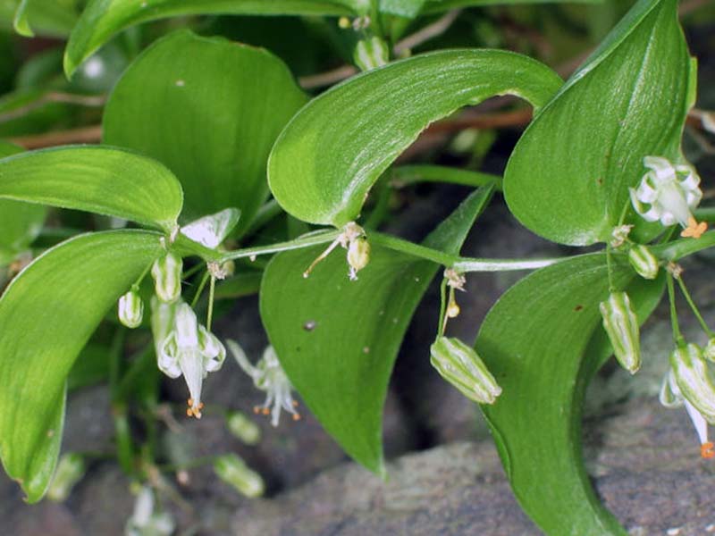 Asparagus asparagoides / аспарагус спаржевидный