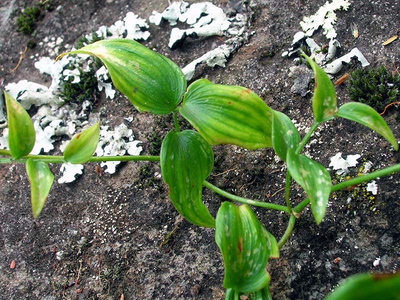 Asparagus asparagoides / аспарагус спаржевидный