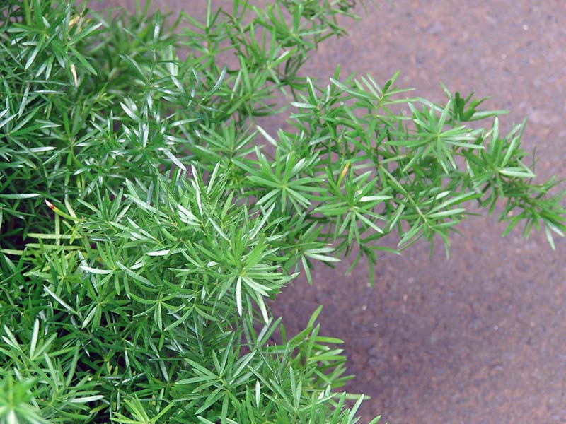 Asparagus densiflorus / аспарагус густоцветковый